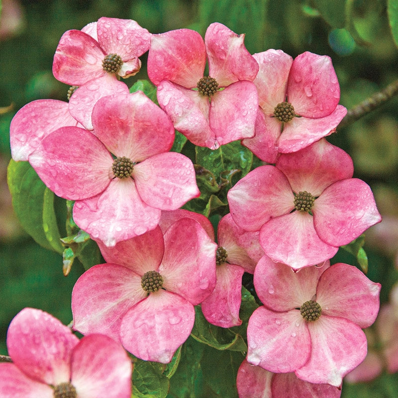 Radiant Rose Dogwood