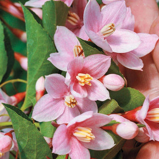 Marley's Pink® Japanese Snowbell