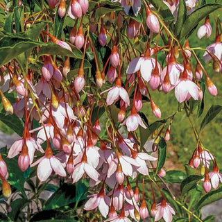 Marley's Pink® Japanese Snowbell