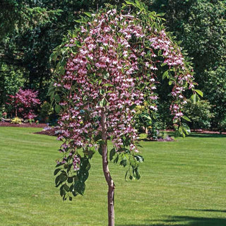 Marley's Pink® Japanese Snowbell