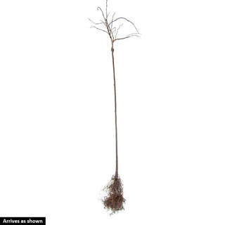 Marley's Pink® Japanese Snowbell