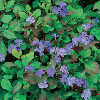 Three Seasons of Beauty Garden