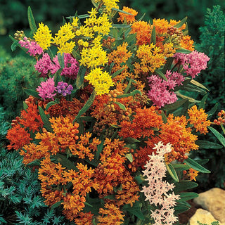 Three Seasons of Beauty Garden