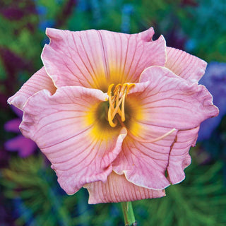 Three Seasons of Beauty Garden