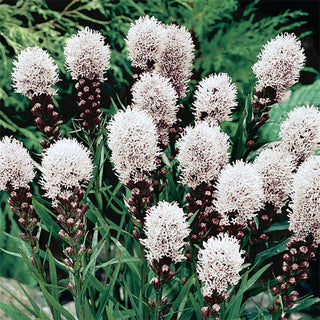 Three Seasons of Beauty Garden