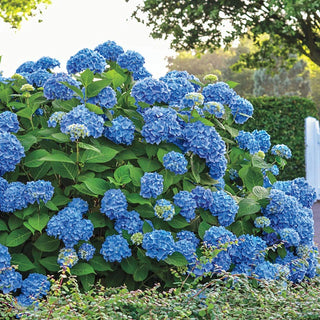 Three Seasons of Beauty Garden