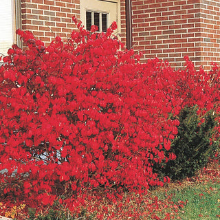 Three Seasons of Beauty Garden