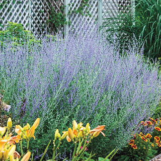 Three Seasons of Beauty Garden