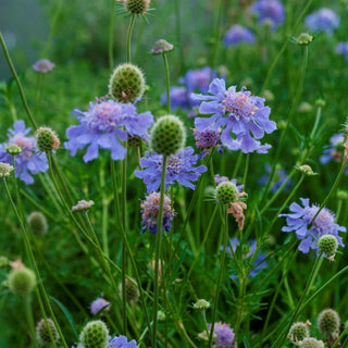 Butterfly Blue Scabiosa