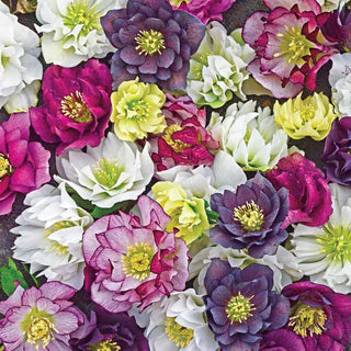 Wedding Party™ Double Lenten Rose Mix