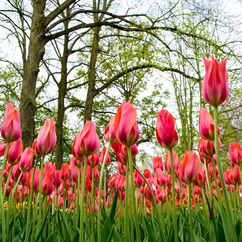 Lefeber Hybrid Tulip El Nino