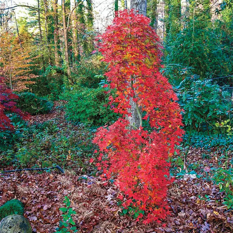 Ryusen Japanese Maple