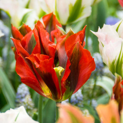 Viridiflora Tulip Mix