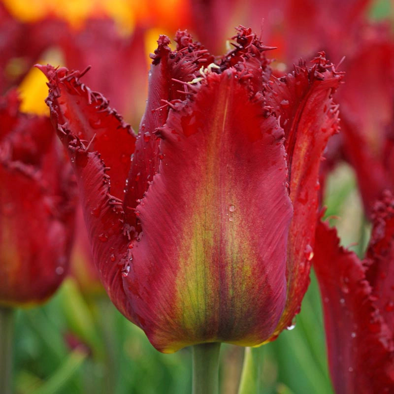 Pacific Pearl Tulip