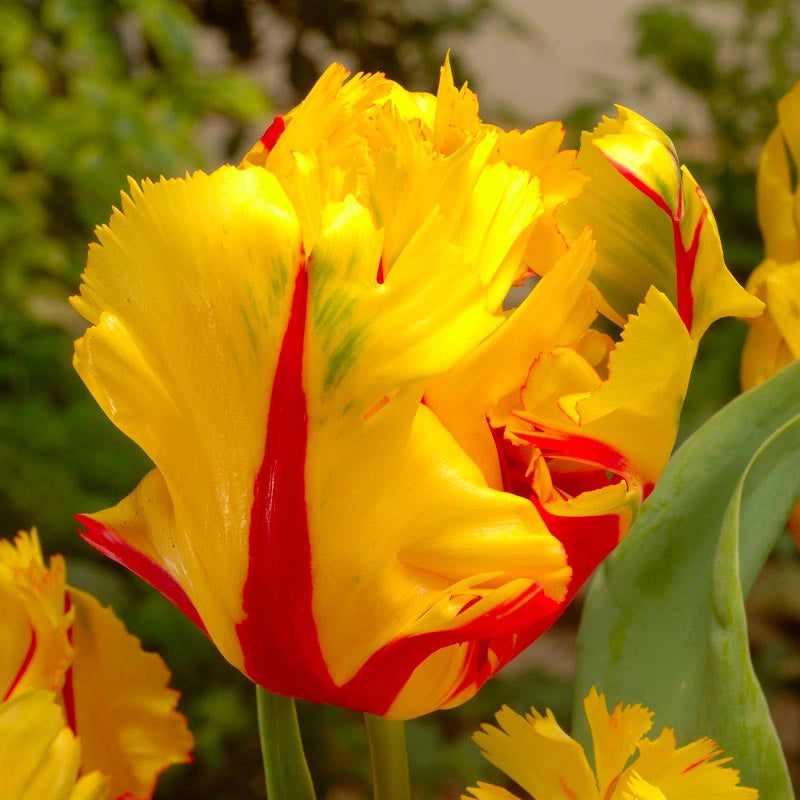 Texas Flame Parrot Tulip