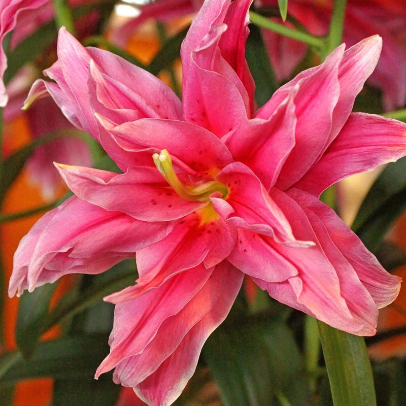 Elena® Rose Lily