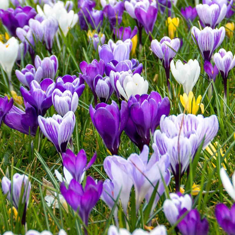 Botanical Crocus Mix