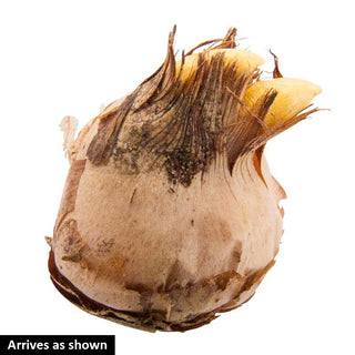 Botanical Crocus Mix