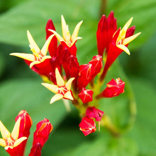 Little Redhead Indian Pink