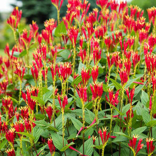 Little Redhead Indian Pink