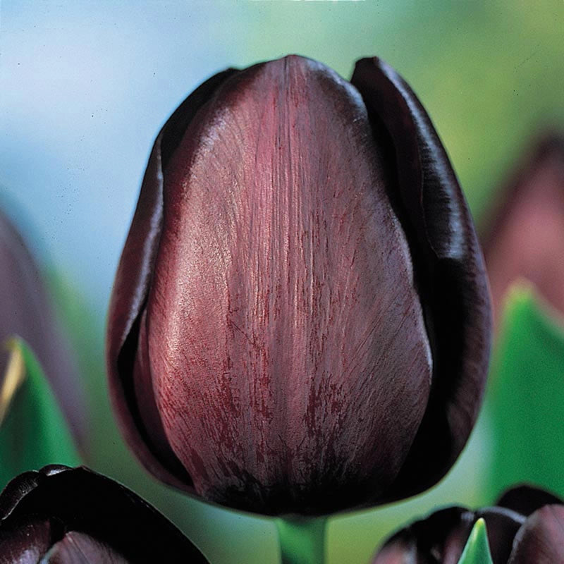 May Flowering Tulip Queen of Night