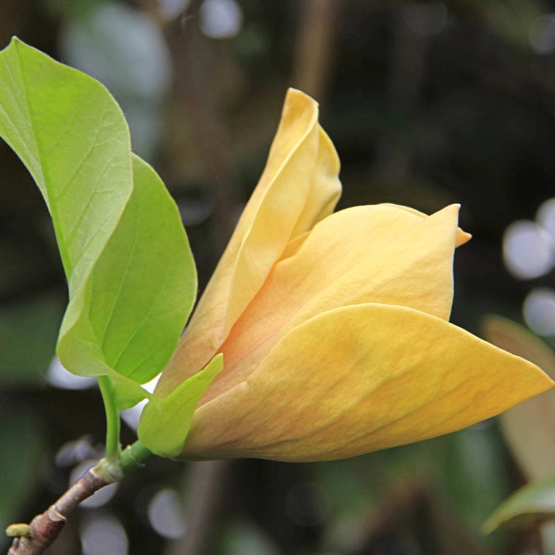 Judy Zuk Magnolia Tree