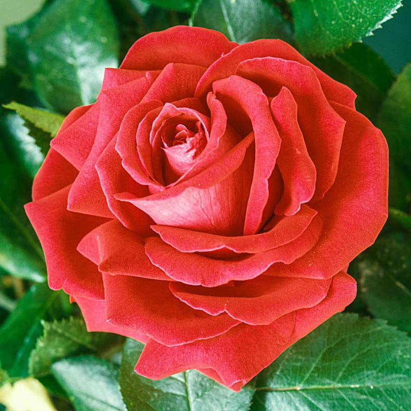 Tea Varient Roses Hybrid Tea Roses for Sale - Hybrid Tea Rose Varieties – Spring Hill Nursery