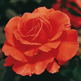 Tropicana Hybrid Tea Rose