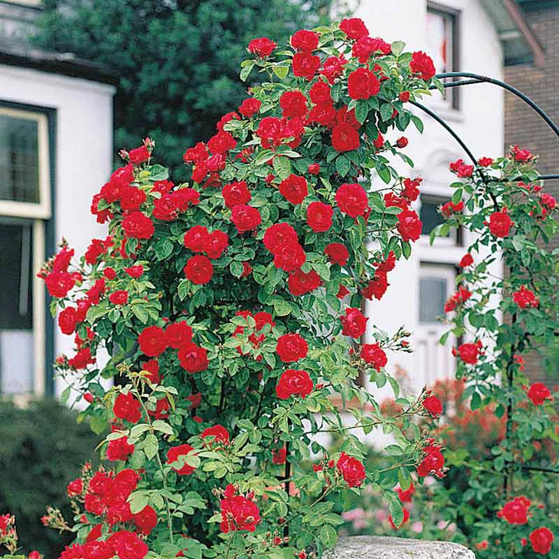 Climbing Roses for Sale | Shop Roses | Spring Hill – Spring Hill Nursery