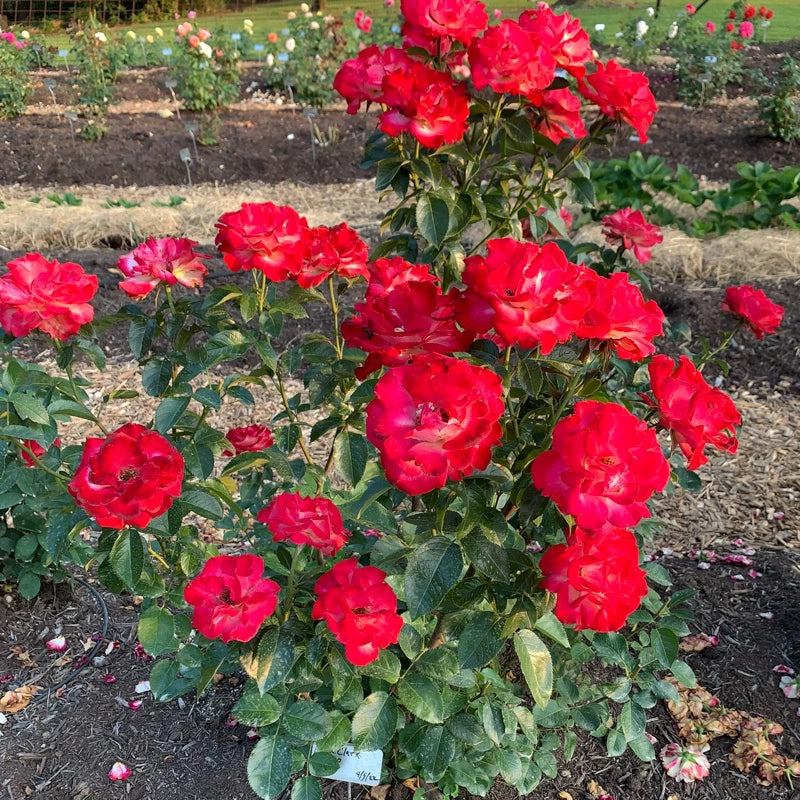 Dick Clark Grandiflora Rose - Shop Roses | Spring Hill Nurseries ...