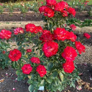 Dick Clark Grandiflora Rose