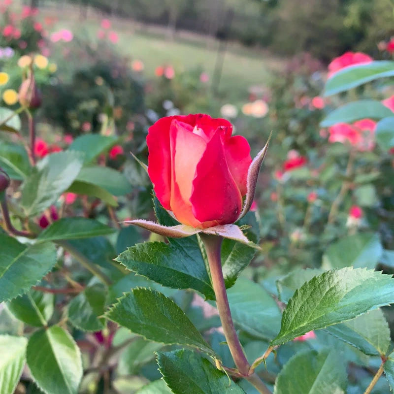 Dick Clark Grandiflora Rose