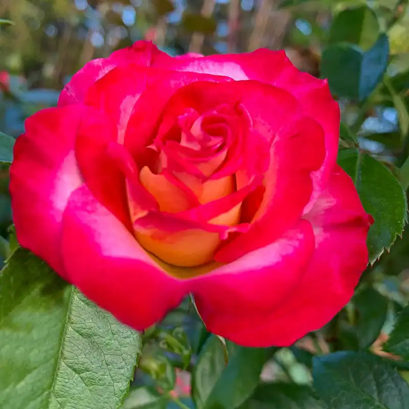 Dick Clark Grandiflora Rose