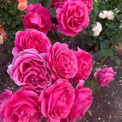 Grande Dame™ Hybrid Tea Rose