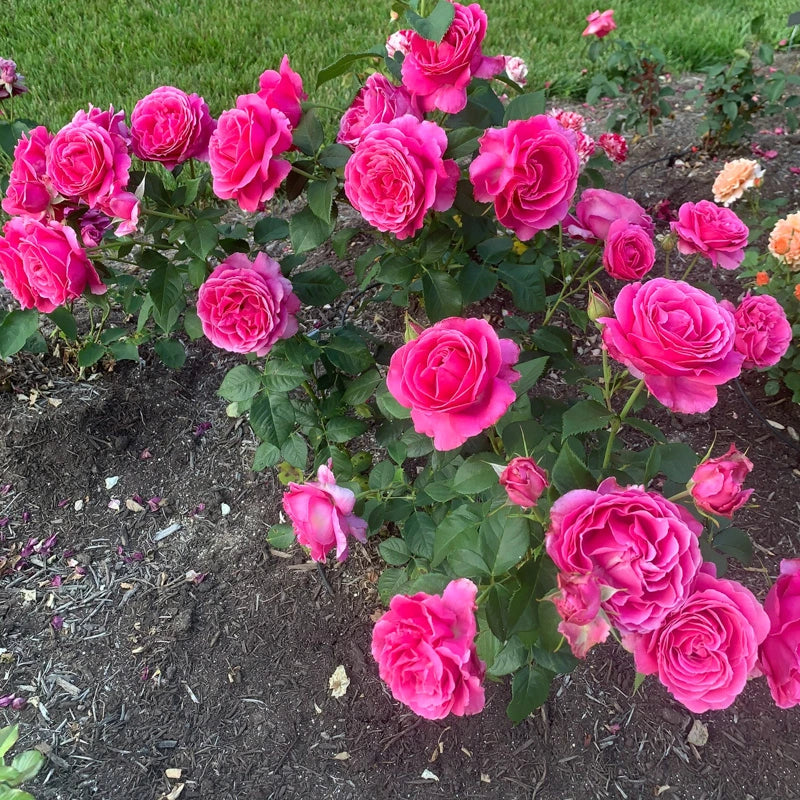 Grande Dame™ Hybrid Tea Rose