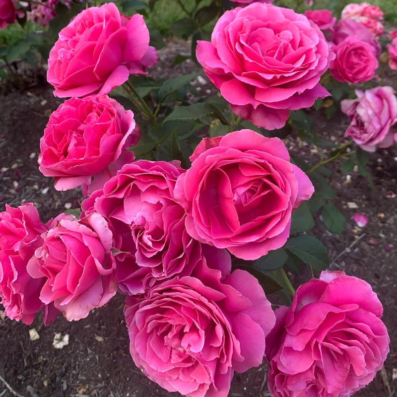 Grande Dame™ Hybrid Tea Rose