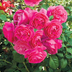 Grande Dame™ Hybrid Tea Rose | Spring Hill Nurseries