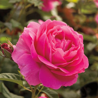 Grande Dame™ Hybrid Tea Rose