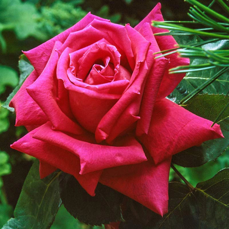 Miss All-American Beauty Hybrid Tea Rose