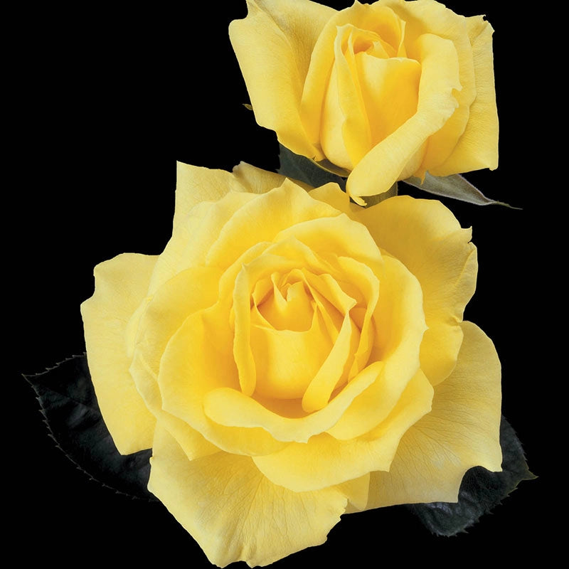 Mellow Yellow Hybrid Tea Jumbo Rose
