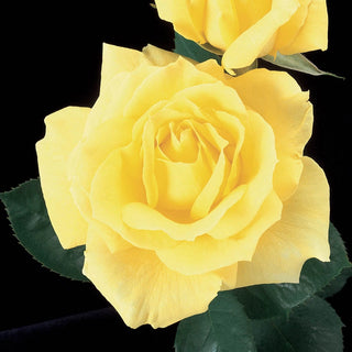 Mellow Yellow Hybrid Tea Jumbo Rose