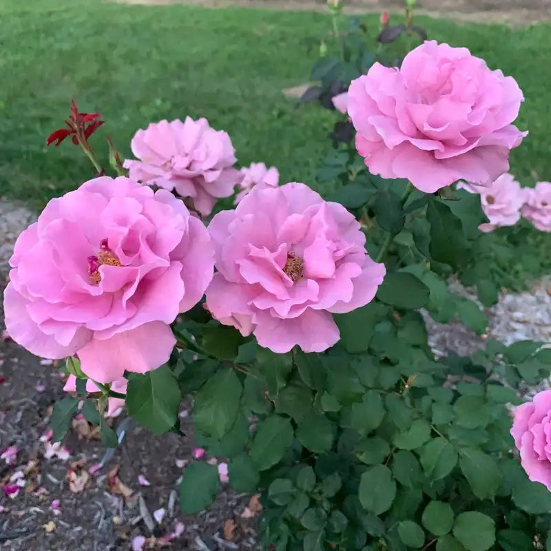 Angel Face Floribunda Rose