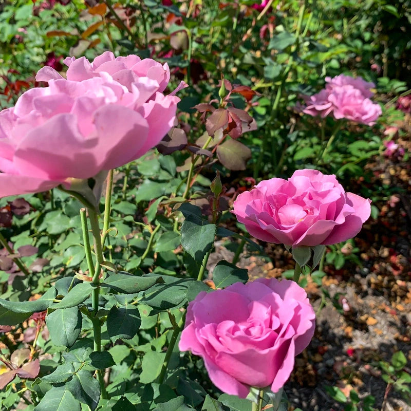 Angel Face Floribunda Rose