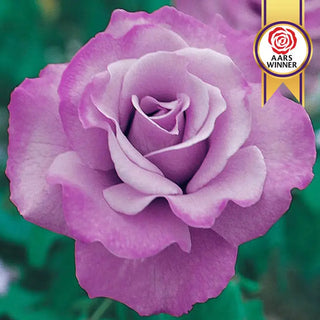 Angel Face Floribunda Rose