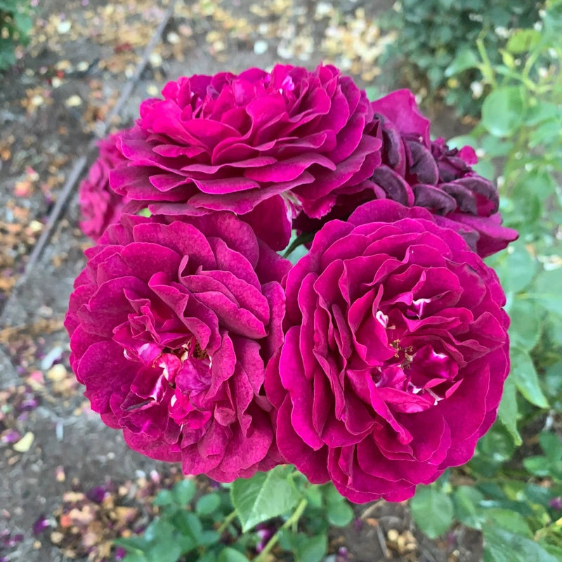 Twilight Zone Grandiflora Rose