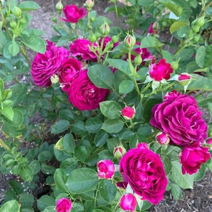 Twilight Zone Grandiflora Rose