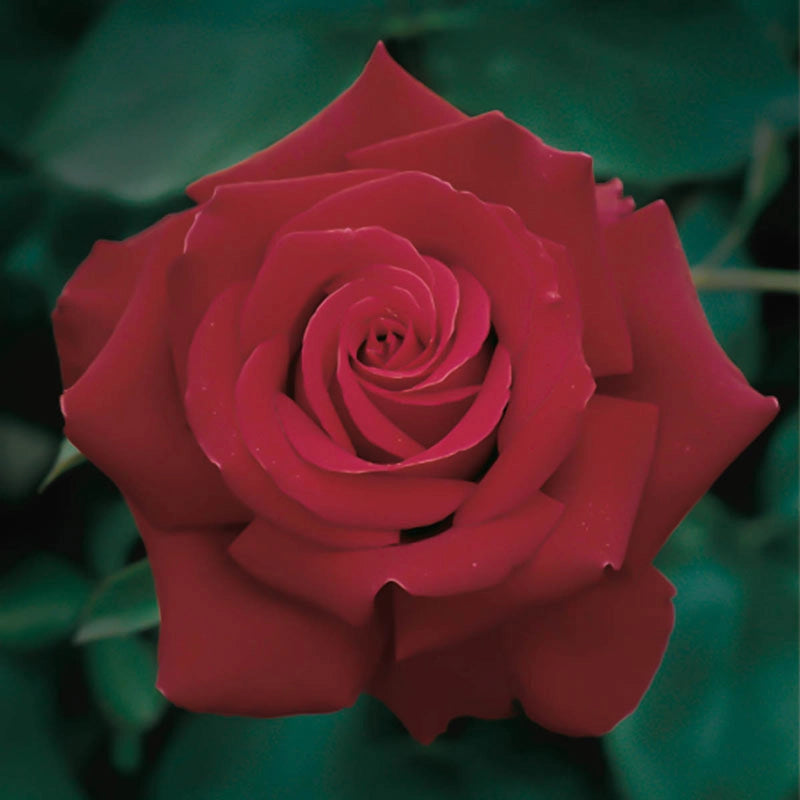 Firefighter® Hybrid Tea Rose