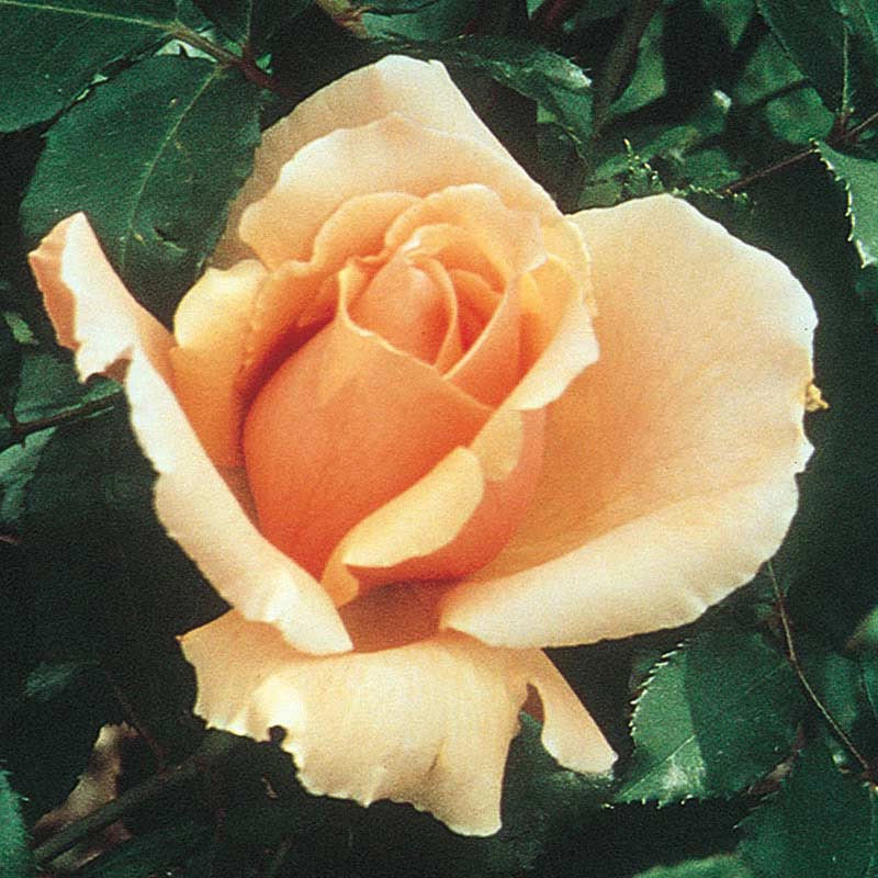 Just Joey Hybrid Tea Rose