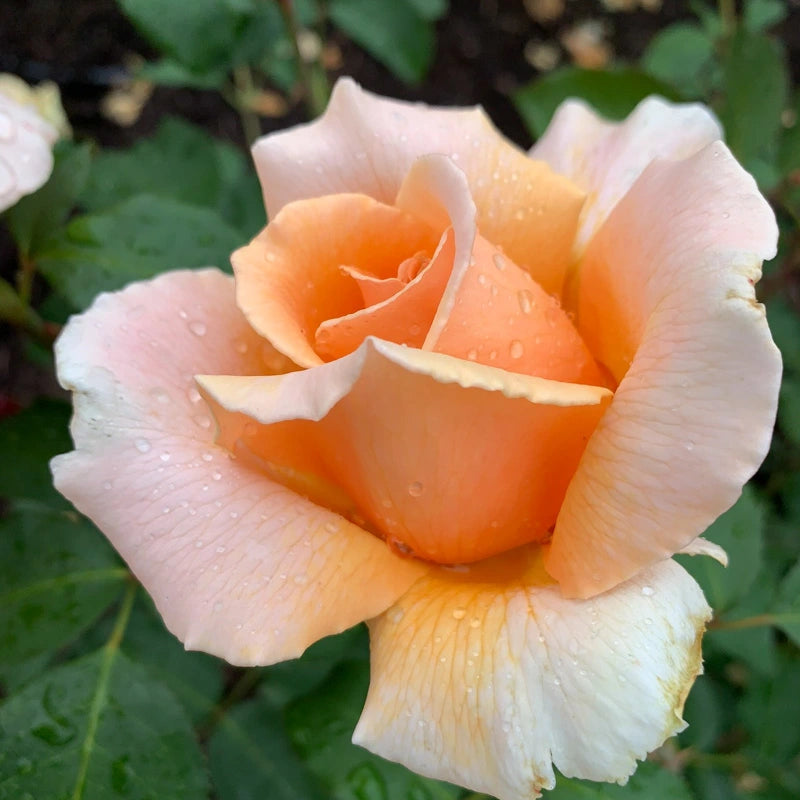 Just Joey Hybrid Tea Rose