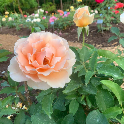 Just Joey Hybrid Tea Rose